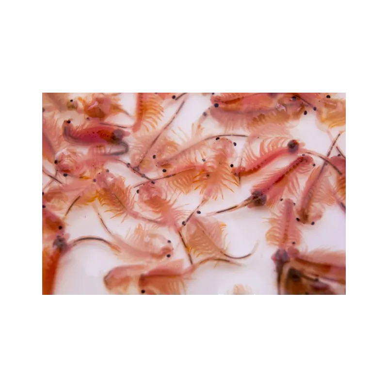 ARTEMIA congelés 100grs
