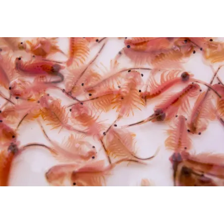 ARTEMIA congelés 100grs