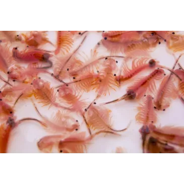 ARTEMIA congelés 100grs