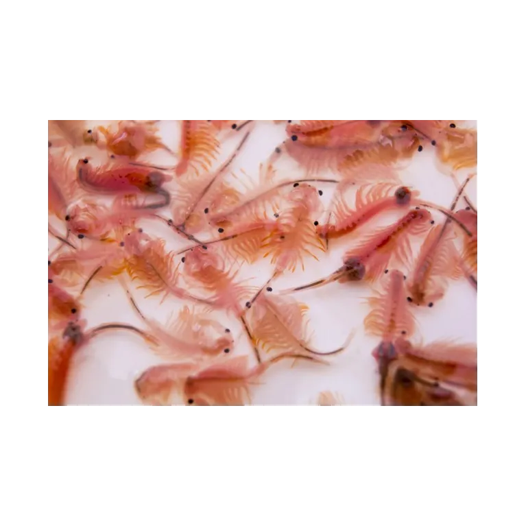 ARTEMIA congelés 100grs