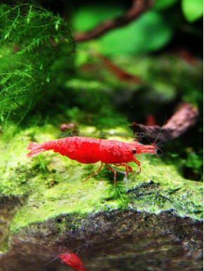 Sakura red NEOCARIDINA DAVIDII