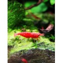 Sakura red NEOCARIDINA DAVIDII