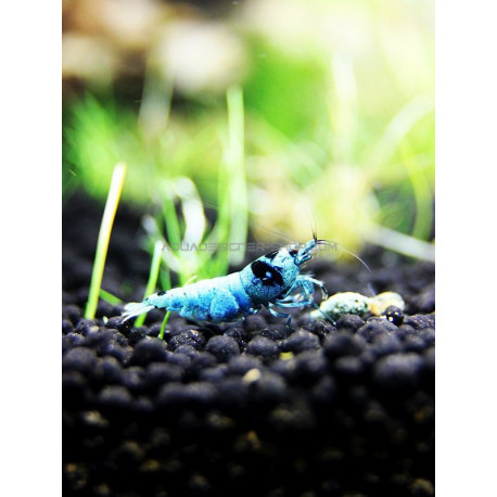 Mosura blue Taiwan Bee caridina cantonensis logemanni shadow shrimp