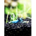Mosura blue Taiwan Bee caridina cantonensis logemanni shadow shrimp