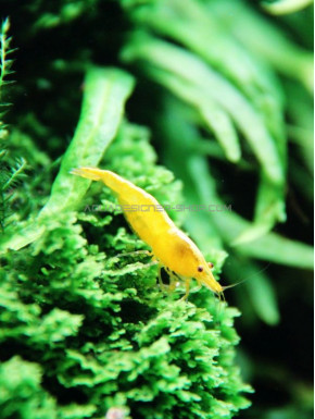 Yellow Néon néocaridina davidii