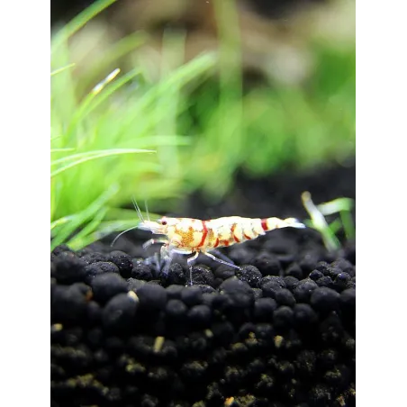 Fancy Tiger red grade A caridina cantonensis logemanni  