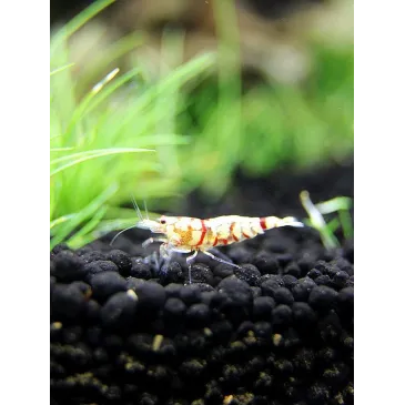 Fancy Tiger red grade A caridina cantonensis logemanni  