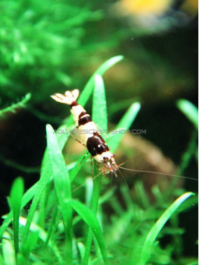 Crystal Black Shrimp cbs