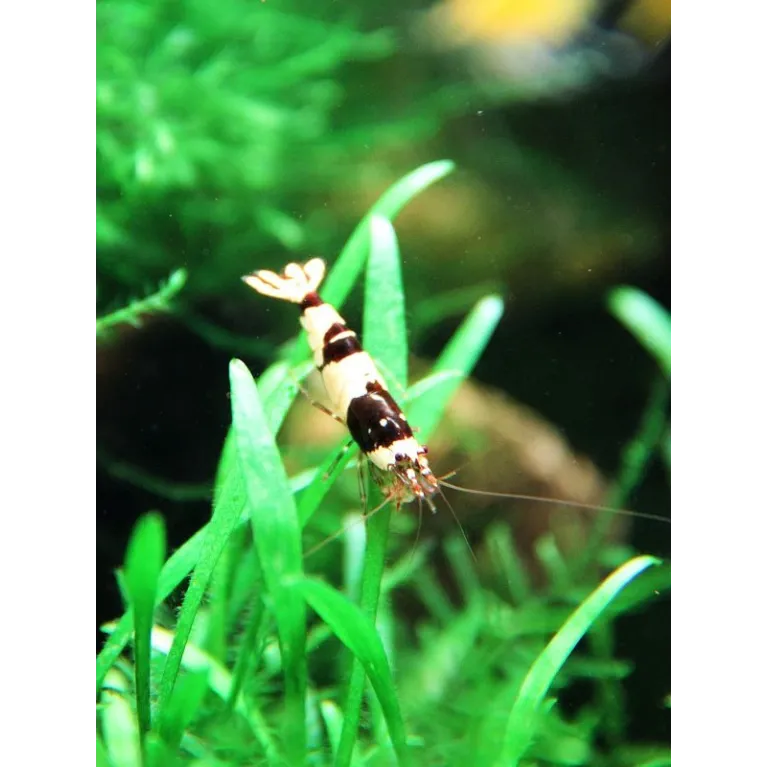 Crystal Black Shrimp 