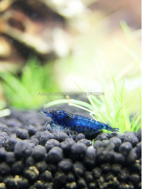 Blue Velvet blue dream neocaridina davidii