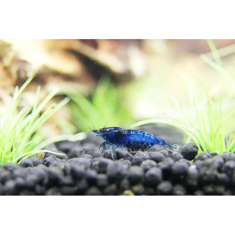 Blue Velvet néocaridina davidii blue dream crevette aquarium nano