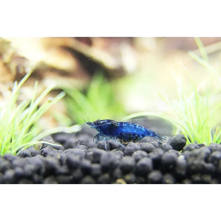 Blue Velvet néocaridina davidii blue dream crevette aquarium nano