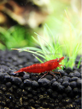 Bloody Mary - NEOCARIDINA DAVIDII