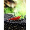 Bloody Mary - NEOCARIDINA DAVIDII