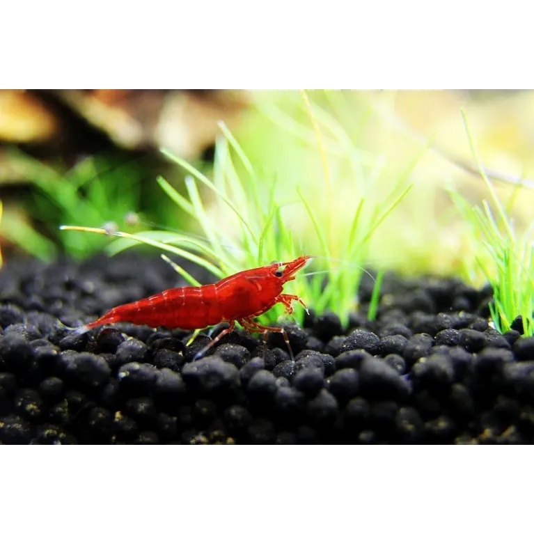 Bloody Mary néocaridina davidii  crevette aquarium nano aquascaping