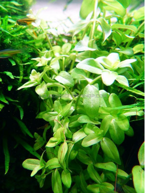 Bacopa caroliniana