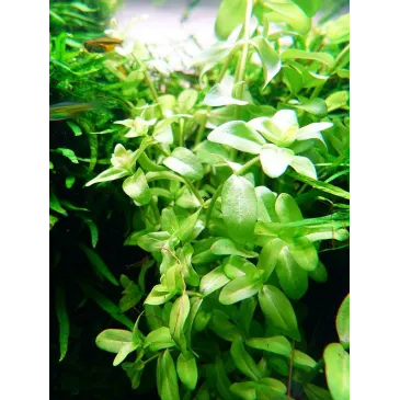 Bacopa caroliniana