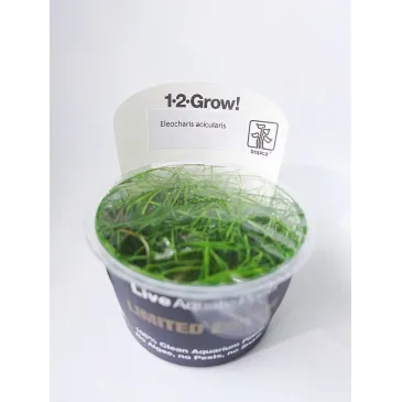 eleocharis acicularis'"in vitro"