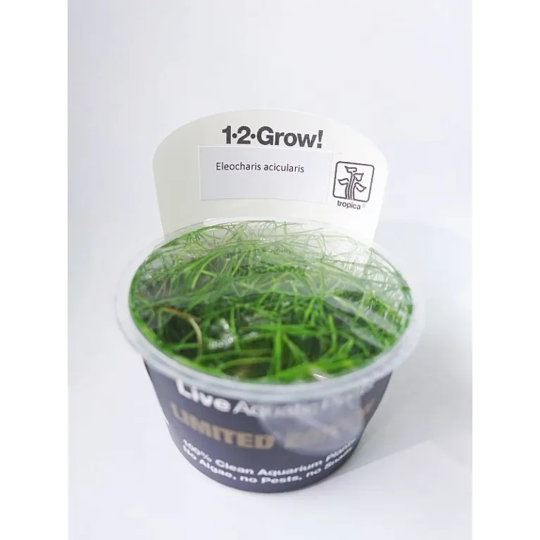 eleocharis acicularis'"in vitro"