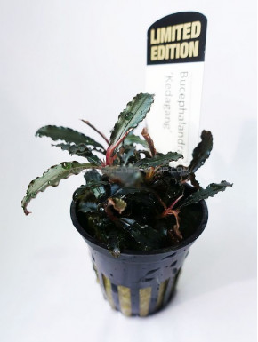 Bucephalandra sp red