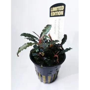 Bucephalandra  sp red