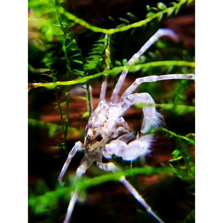 Limnopilos naiyanetri