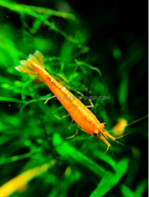 Orange sunkist néocaridina davidii