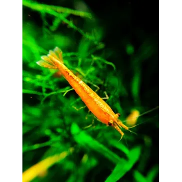 Yellow Néon néocaridina davidii