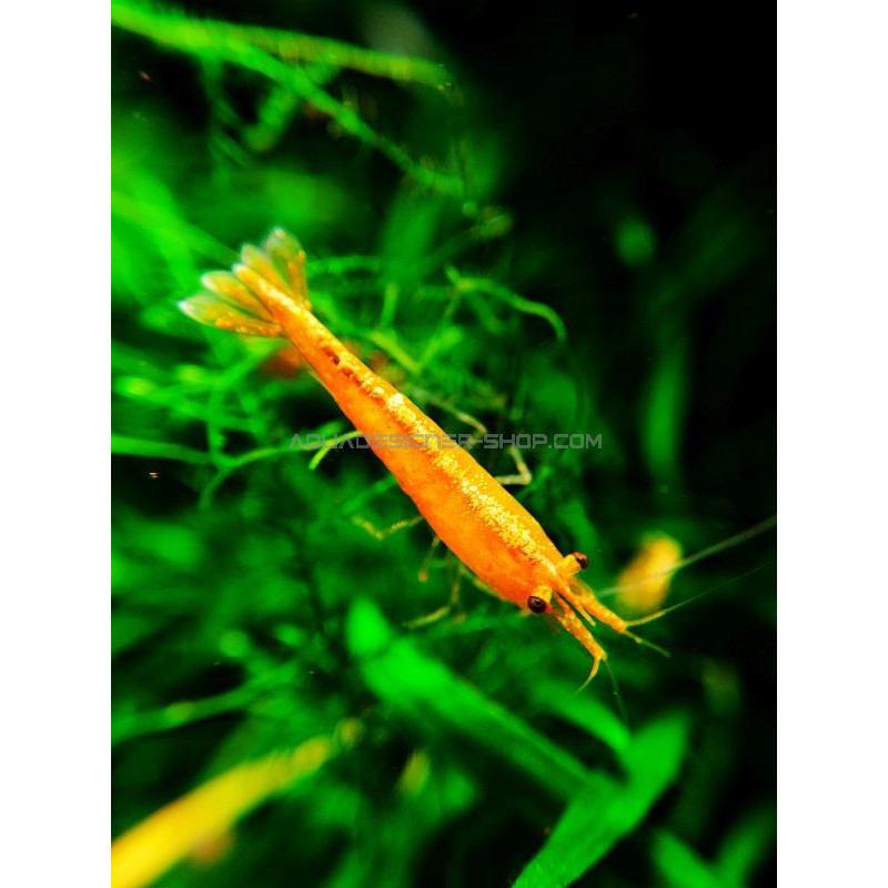 10+1 Sunkist Orange Neocaridina Freshwater Aquarium Shrimp - Live Arrival Guarantee
