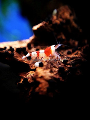 Crystal red Shrimp