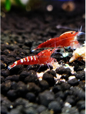 Pinto Red Taiwan Bee caridina cantonensis logemanni shadow shrimp