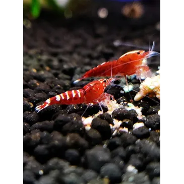 Pinto Red Taiwan Bee caridina cantonensis logemanni shadow shrimp
