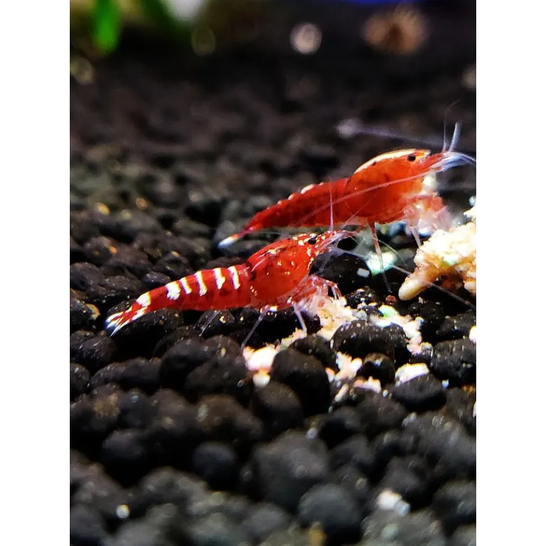 Pinto Red Taiwan Bee caridina cantonensis logemanni shadow shrimp