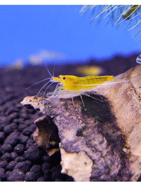 Yellow King Kong Taiwan Bee caridina cantonensis logemanni shrimp