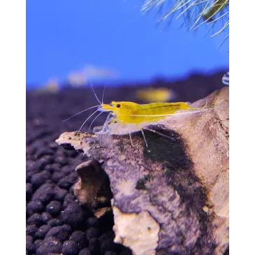 Yellow King Kong Taiwan Bee caridina cantonensis logemanni  shrimp
