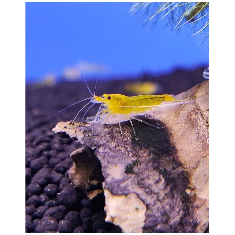 Yellow King Kong Taiwan Bee caridina cantonensis logemanni  shrimp