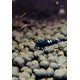 Pinto Black Taiwan Bee grade A caridina cantonensis logemanni shadow shrimp