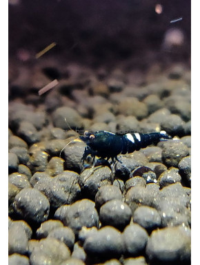 Pinto Black Taiwan Bee grade A caridina cantonensis logemanni shadow shrimp