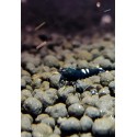 Pinto Black Taiwan Bee grade A caridina cantonensis logemanni shadow shrimp