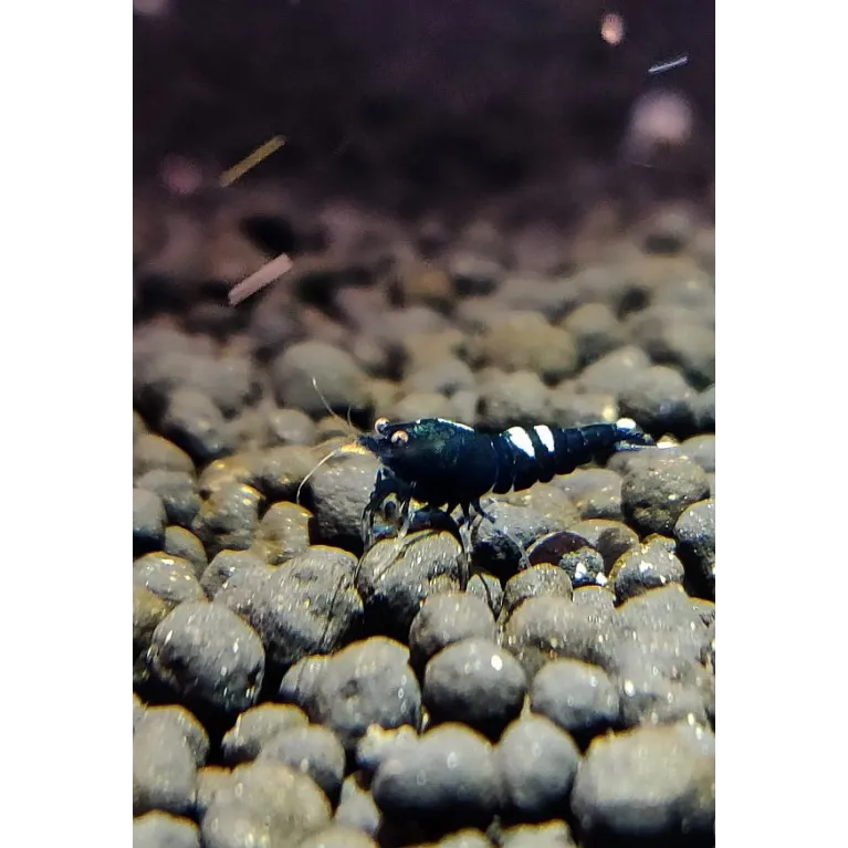 Pinto Black Taiwan Bee grade A caridina cantonensis logemanni shadow shrimp
