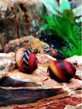 Neritina waigiensis red tricolor