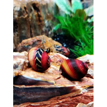 Neritina waigiensis red tricolor