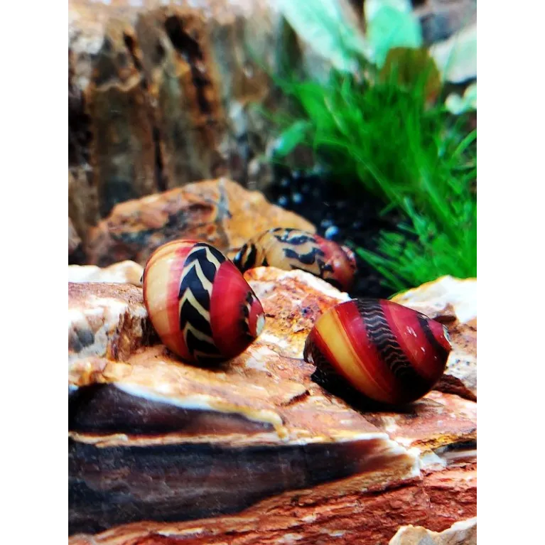 Neritina waigiensis red tricolor