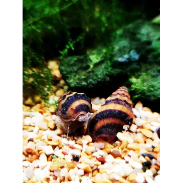 Anentome helena Clea helena escargot mangeur d'escargot