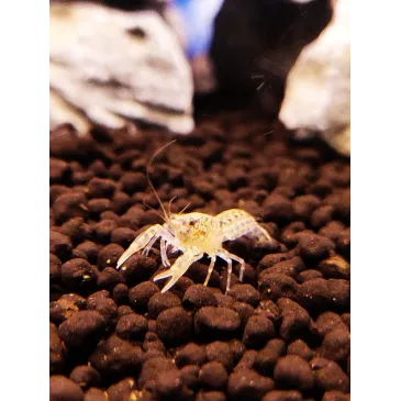 Cambarellus diminitus écrevisse naine