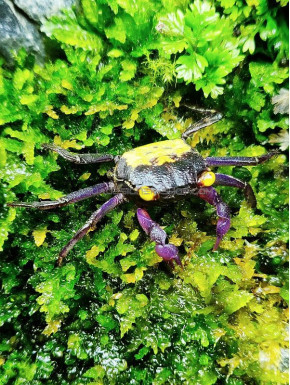 Geosesarma BICOLOR crabe vampire mâle