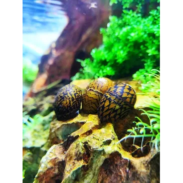 Neritina waigiensis tiger mosaic