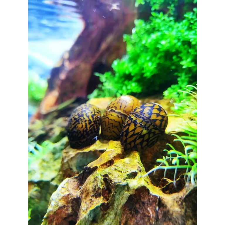 Neritina waigiensis tiger mosaic