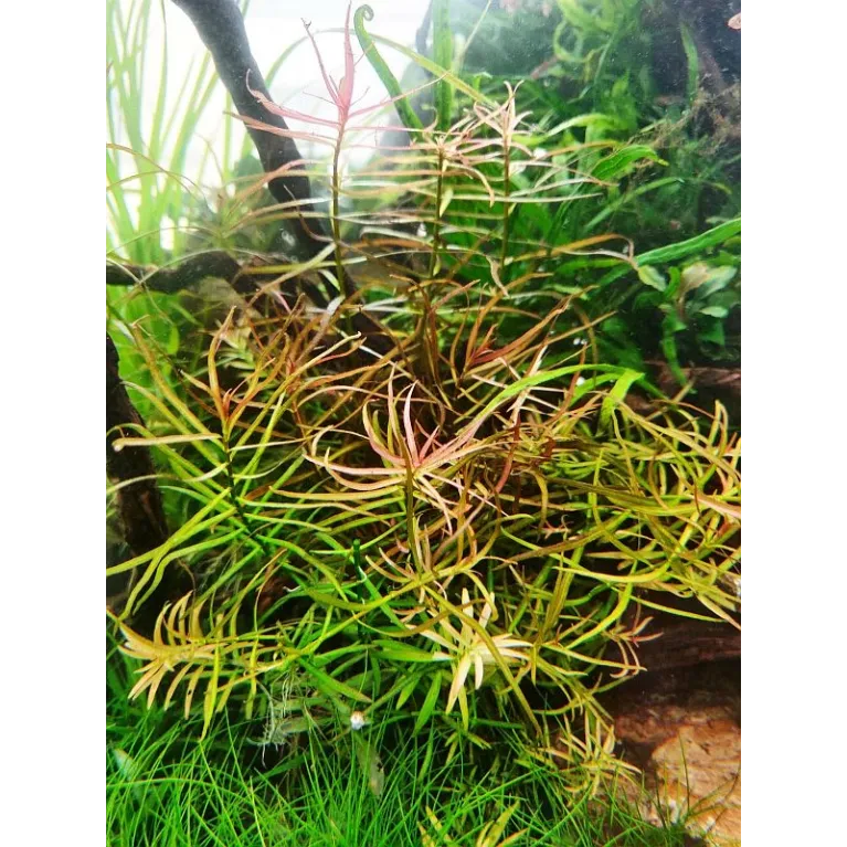 ludwigia arcuata