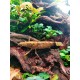 Crevette bambou - Atyopsis moluccensis